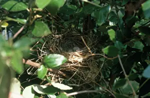 Cardinalis: Cardinal Nest with Eggs