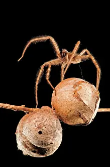 Parietina: Cardinal Spider female