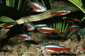 Cardinal: Cardinal TETRA