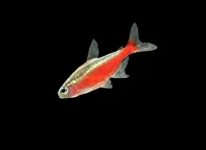 Tetra: Cardinal Tetra FISH