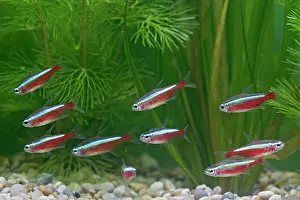 Tetra: Cardinal Tetra - small shoal by weeds