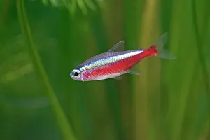 Tetra: Cardinal Tetra - side view by weeds