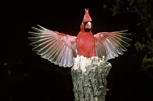 Alighting: Cardinal with wings spread