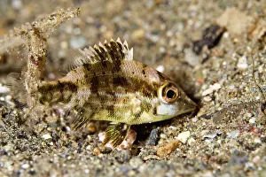 Cardinalfishes: Cardinalfish