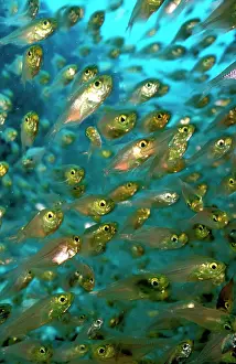 Aggregation: Cardinalfish spawning aggregation