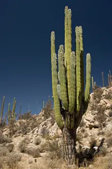 Pachycereus: Cardon cactus
