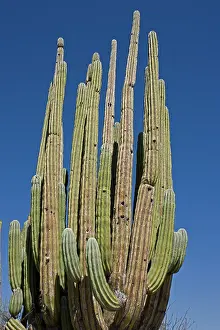 Saguaro: Cardon Cactus (Pachycereus pringlei) - Sonora -