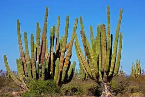 Pachycereus: Cardon Cactus - resembles saguaro in growth form
