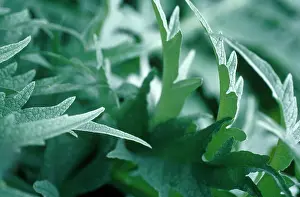 Artichoke: Cardoon