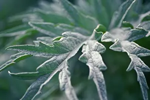 Artichoke: Cardoon