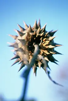 Artichoke: Cardoon