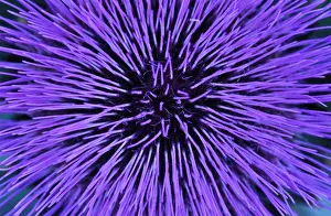 Artichoke: Cardoon