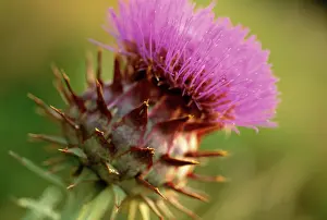 Artichoke: Cardoon