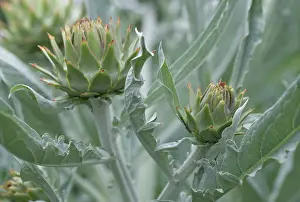 Artichoke: Cardoon