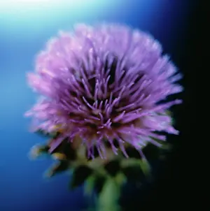 Parched: Cardoon