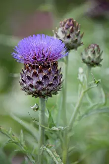 Artichoke: Cardoon