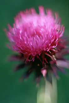 Artichoke: Cardoon