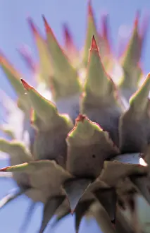 Artichoke: Cardoon