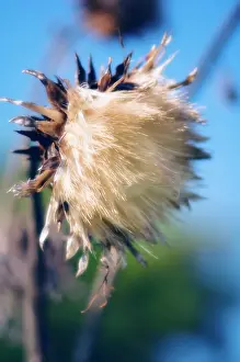 Artichoke: Cardoon