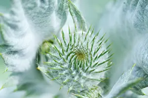 Artichoke: Cardoon