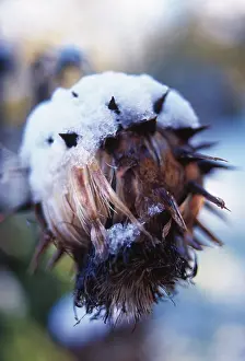 Maturing: Cardoon