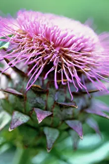 Resistant: Cardoon
