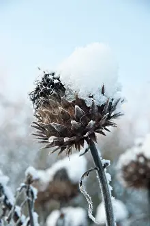 Tough: Cardoon