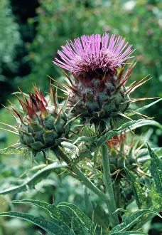 Artichoke: Cardoon / Artichoke Thistle