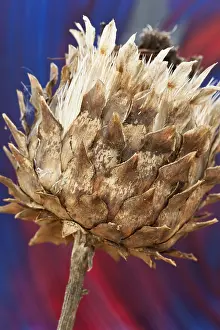 020617: Cardoon, Cynara cardunculus, Cream subject