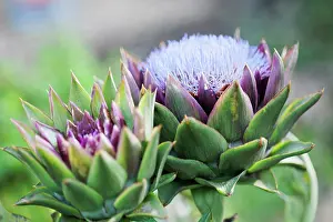 Artichoke: Cardoon, Cynara cardunculus. One head in full flower