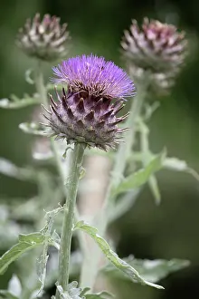 Cynara: Cardoon, Cynara cardunculus, Side view of one spikey