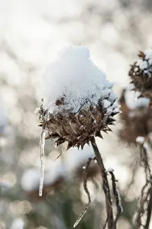 Cynara: Cardoon, Cynara cardunculus, A winter seedhead topped