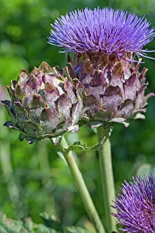 Cynara: Cardoon plant