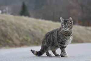 Listening: Careful tabby kitten on a road Alsace France