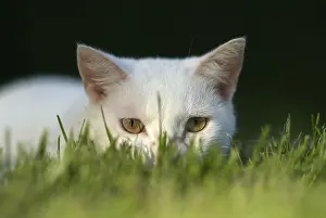 Calms: Careful white cat carpet in the grass
