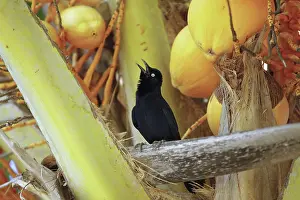 Quiscalus: Carib Grackle - male - Venezuela