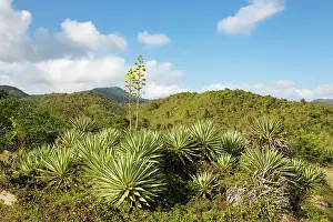 Sierra: Caribbean agave. Against the backdrop of the Sierra