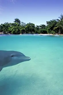 Truncatus: Caribbean, Bahamas. Bottlenose dolphin (Tursiops