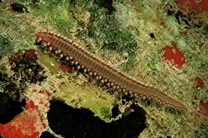 Westmorland: Caribbean, Bahamas. Bustle worm