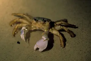 Ghost: Caribbean, Bahamas. Ghost crab