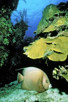 Angel: Caribbean, Bahamas. Gray angel fish