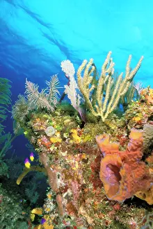 Bahamas: Caribbean, Bahamas. Reef