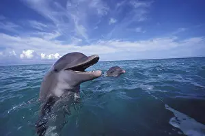 Truncatus: Caribbean, Bottlenose dolphins (Tursiops truncatus)