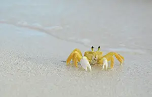 Anegada: Caribbean, British Virgin Islands, Anegada