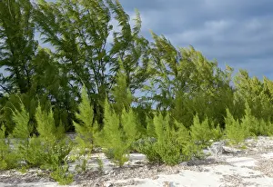 Virgin: Caribbean, British Virgin Islands, Anegada