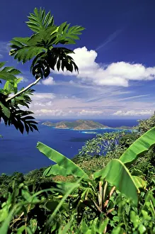 Sage: Caribbean, British Virgin Islands, Tortola