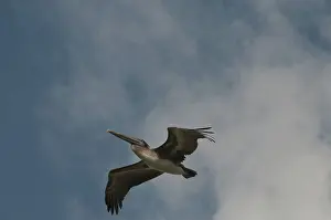 Yucatan: Caribbean Brown Pelican