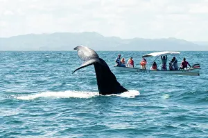 Transporting: Caribbean, Dominican Republic, Samana Peninsula, whale watch