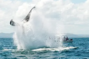 Transporting: Caribbean, Dominican Republic, Samana Peninsula, whale watch