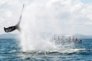 Transporting: Caribbean, Dominican Republic, Samana Peninsula, whale watch